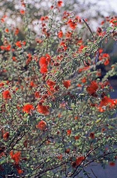 calliandra californica 2 graphic